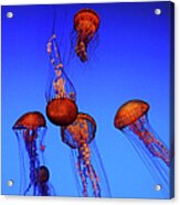 Jellyfish Tank Acrylic Print