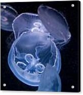 Jellyfish Acrylic Print