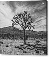Joshua Tree National Park Acrylic Print