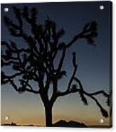 Joshua Tree Silhouette At Dusk Acrylic Print