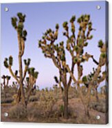 Joshua Trees Nevada Acrylic Print