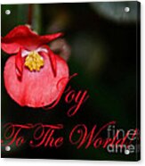 Joy To The World Begonia Acrylic Print