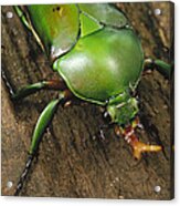 June Beetle Portrait Reserve De Campo Acrylic Print