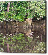 Jungle Reflections 2 Acrylic Print
