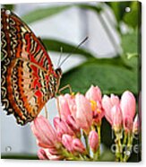 Just Pink Butterfly Acrylic Print