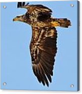 Juvenile Bald Eagle Close Up In Flight Acrylic Print