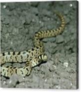 Juvenile Ladder Snake Acrylic Print