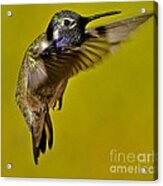 Juvenile Male Allen Hummingbird In Flight Ready To Land Acrylic Print