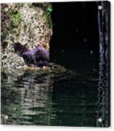 Juvenile Mink At Cove Creek Acrylic Print