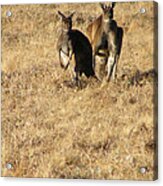 Kangaroo Twosome - Western Australia Acrylic Print