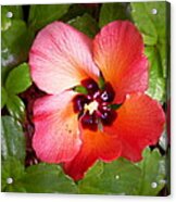 Kauai Flower Acrylic Print