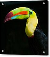 Keel-billed Toucan Acrylic Print