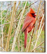 Keeping Watch Male Cardinal Acrylic Print