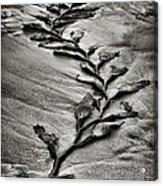 Kelp Snake Acrylic Print