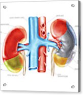 Kidney And Adjacent Organs Acrylic Print