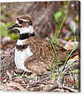 Killdeer And Young Acrylic Print