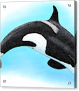 Killer Whale Acrylic Print