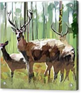 Kind _ Deers Acrylic Print