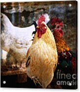 King In The Chicken Coop Acrylic Print