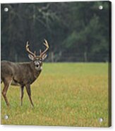 King Of The Field Acrylic Print