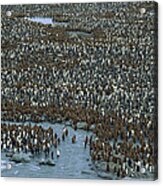King Penguin Colony St Andrews Bay Acrylic Print