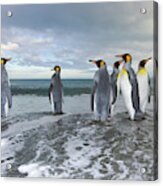 King Penguin In The Surf Acrylic Print