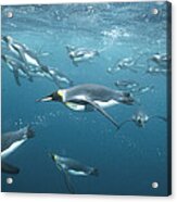 King Penguins Underwater Macquarie Acrylic Print