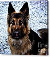 King Shepherd Dog Acrylic Print