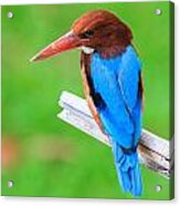 Kingfisher Acrylic Print