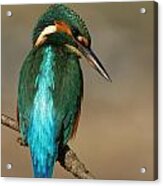 Kingfisher1 Acrylic Print