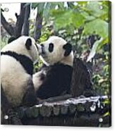 Kissing Pandas Acrylic Print