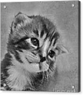 Kitten Just For You Acrylic Print