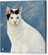 Kitty Cat Acrylic Print