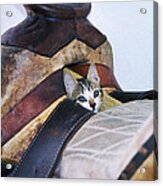 Kitty In The Saddle Acrylic Print