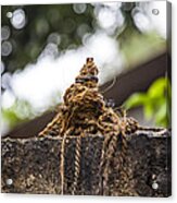 Knot On The Wall Acrylic Print