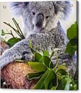 Koala On Top Of A Tree Acrylic Print