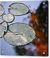 Koi Acrylic Print