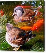 Koi Pond Ducks Acrylic Print