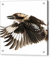 Kookabura In Flight Acrylic Print