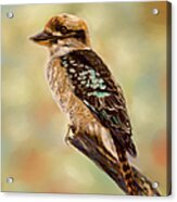Kookaburra - Australian Bird Painting Acrylic Print