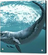 Kronosaurus Extinct Marine Reptile Acrylic Print