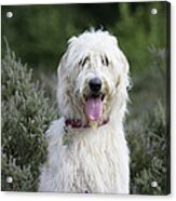 Labradoodle Dog Acrylic Print