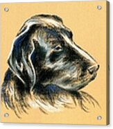 Labrador Retriever - Black Dog Pastel Drawing Acrylic Print