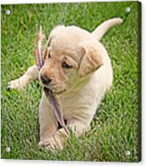 Labrador Retriever Puppy And Feather Acrylic Print
