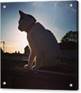 Lacey 😸 #cat #cats #catstagram Acrylic Print