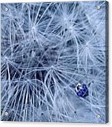Blue Ladybird On Dandelion Acrylic Print