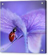 Ladybird On Purple Hydrangea Acrylic Print