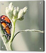 Ladybug Love Acrylic Print