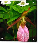 Ladys Slipper And Bunchberry Acrylic Print