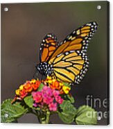 Lantana Landing Acrylic Print